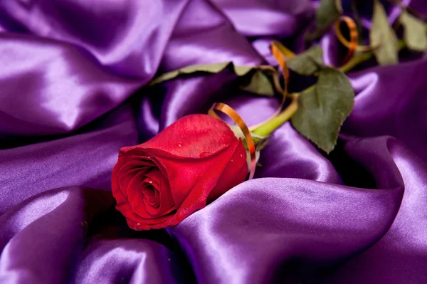 Una bella rosa con goccioline sul raso viola — Foto Stock