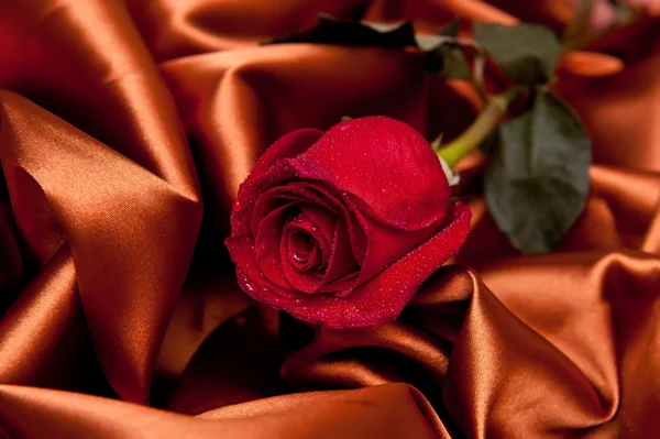 Beautiful roses with drops on brown satin fabric — Stock Photo, Image