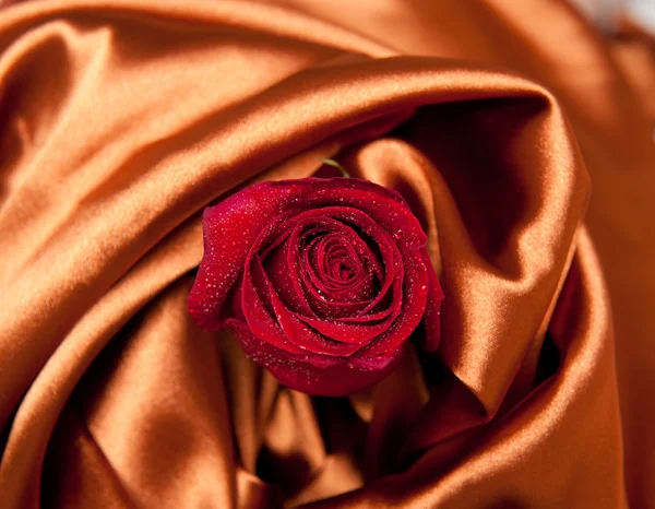 Bella rosa rossa con goccioline su tessuto di raso marrone — Foto Stock
