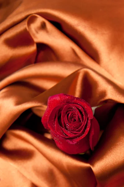 Beautiful roses with drops in satin — Stock Photo, Image