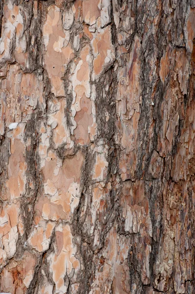 stock image Bark of the tree