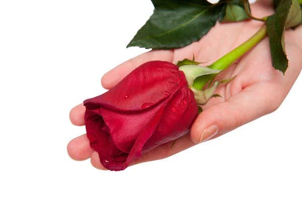 Красная роза на женских руках — стоковое фото