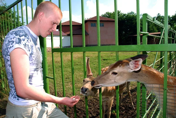 stock image A young man feeding the deer in the zoo