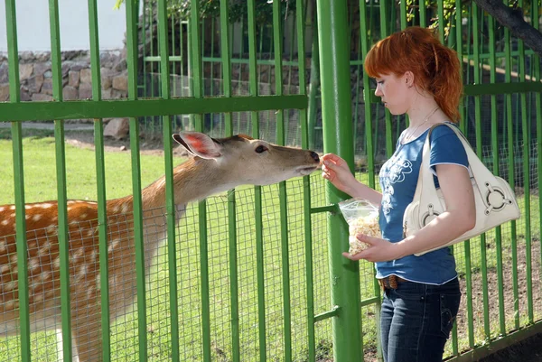 Una chica alimentando a un ciervo en el zoológico — Foto de Stock