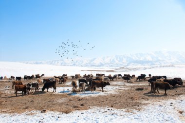 Herd of cows in the background of snowy mountains clipart