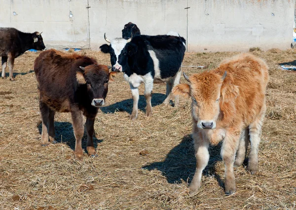 Стадо коров — стоковое фото