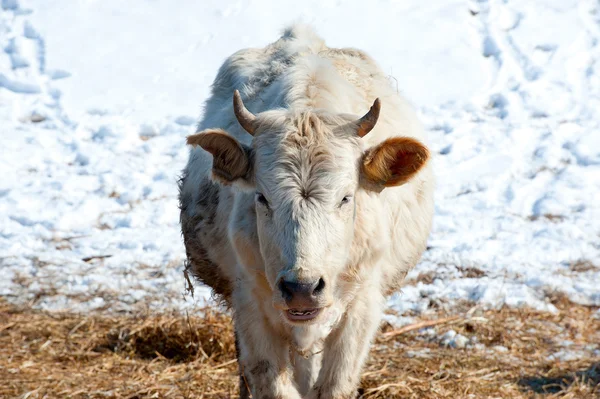 Белая корова с коричневыми пятнами на снежном лугу — стоковое фото