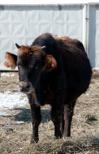 Большая чёрная корова — стоковое фото