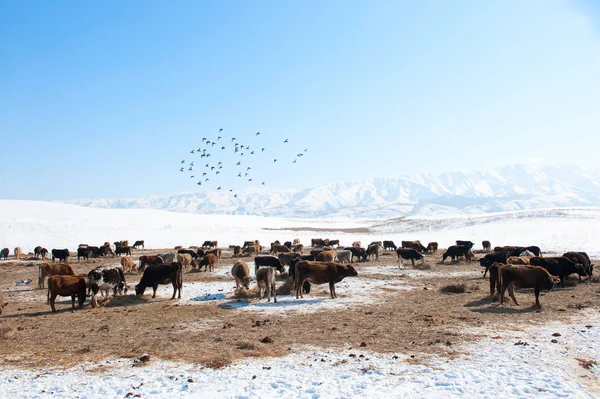 stock image Herd of cows in the background of snowy mountains