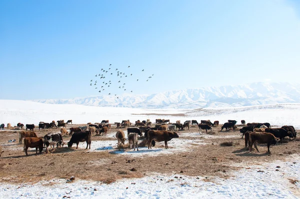 Mandria di mucche sullo sfondo di montagne innevate Fotografia Stock