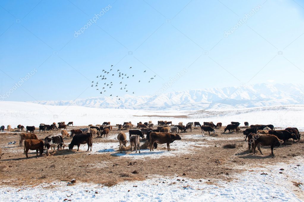Herd of cows in the background of snowy mountains