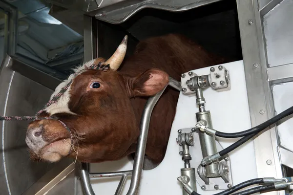 Bull before slaughter — Stock Photo, Image