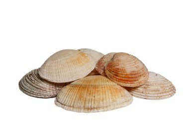 clamshells