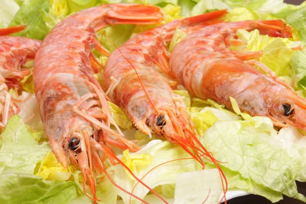 Stock image Pink shrimp 4