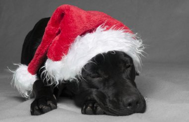 tembel labador Noel