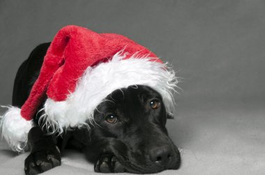 labador Noel