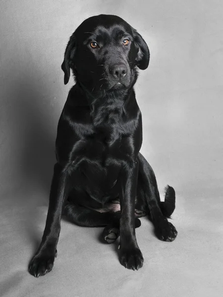 stock image Black labador sitting