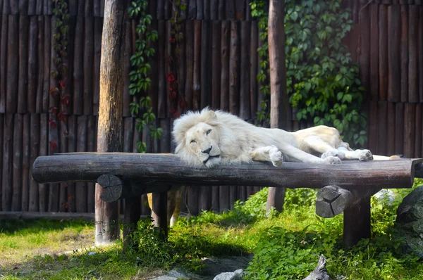 South African lion rests — Stock Photo, Image