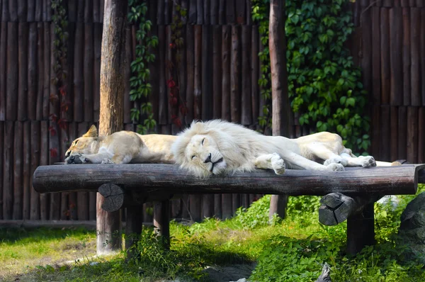Południowej Afryki lew i kobieta odpoczywa — Zdjęcie stockowe