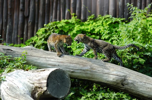 Jaguar cubs at play — Stock Photo, Image