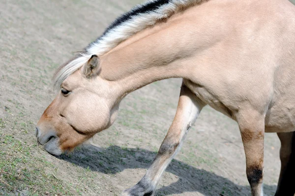 Koně pasoucí se — Stock fotografie