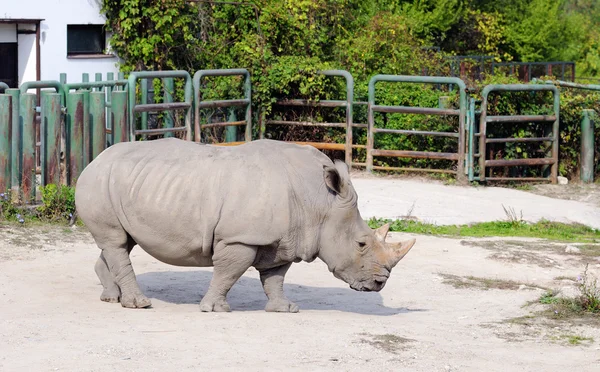 Rhinoceros in a zoo — Stock Photo, Image