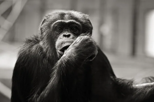 Chimpanzee in captivity — Stock Photo, Image