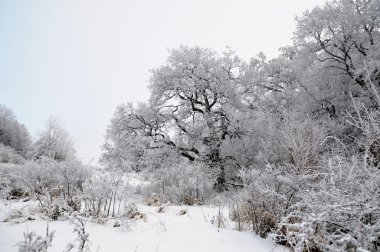 Winter landscape with snow in mountains clipart