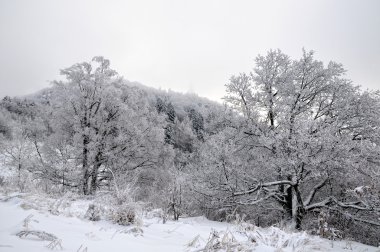 Dağlarda karla kaplı kış manzarası