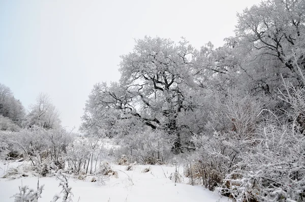 산에 눈이 쌓여 있는 겨울 풍경 — 스톡 사진