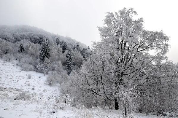 Paesaggio invernale con neve in montagna, Sitno — Foto Stock
