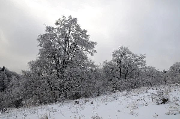 Paysage hivernal avec neige en montagne — Photo