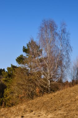 la hierba sobre un fondo negro
