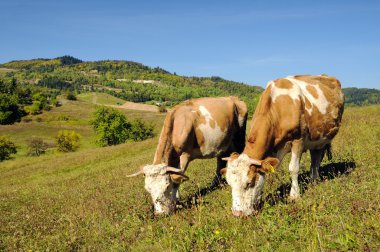 Two cows grazing in a summer landscape clipart