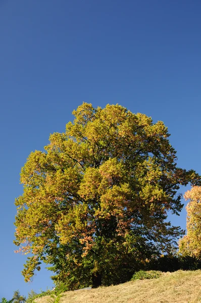 Árbol de otoño —  Fotos de Stock