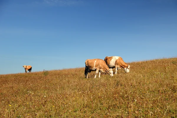 Trzy krowy pasące się w krajobraz lato — Zdjęcie stockowe