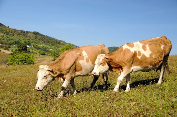 Две коровы в летнем пейзаже — стоковое фото