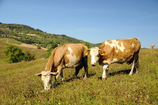 Коровы пасутся в летнем пейзаже — стоковое фото