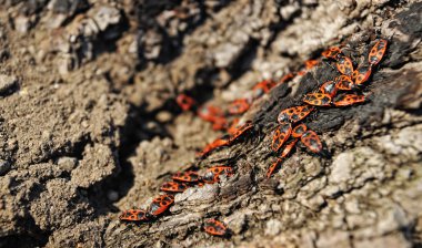 Bark beetles in an old lime clipart