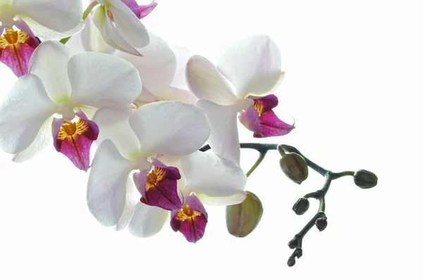 Flor de orquídea branca isolada no fundo branco — Fotografia de Stock