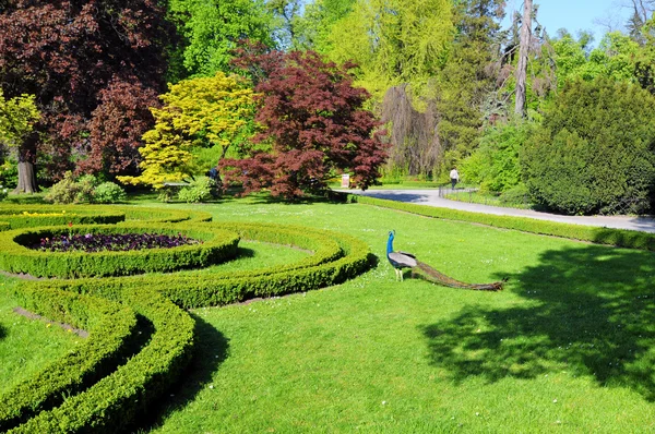 Peacock in het park, kromeriz, Tsjechië — Stockfoto