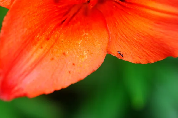 stock image Black ant on the lily petal