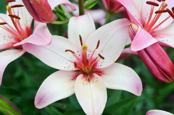 stock image Beautiful pink lily flowers, outdoor shot