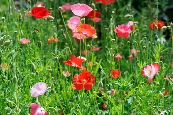 stock image A bunch of red poppies