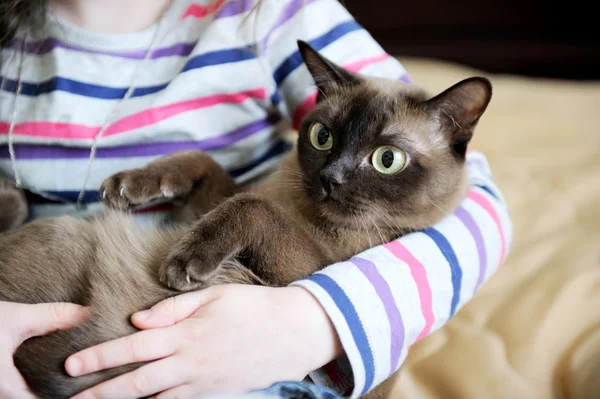 Chica con un gatito en sus brazos — Foto de Stock