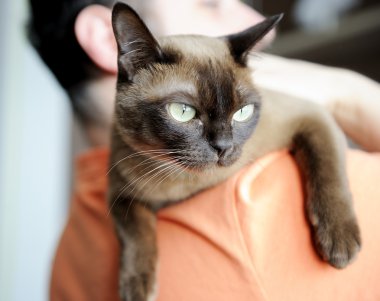 Man carrying burmese cat on his shoulder clipart