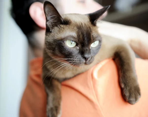 Mann trägt burmesische Katze auf der Schulter — Stockfoto