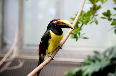 bir dal üzerinde oturan siyah boyunlu aracari