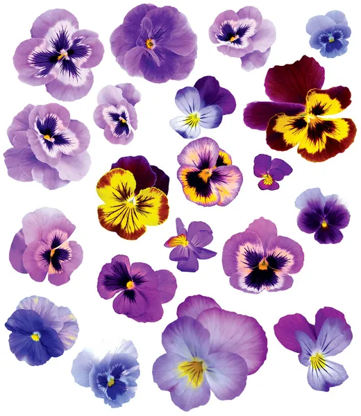 Set of flowers — Stock Photo, Image