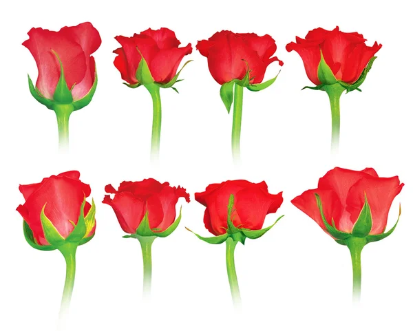 Set van verse rozen geïsoleerd — Stockfoto